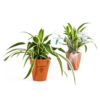Plante dépolluante en pot terre
