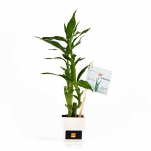Bambou en pot déco