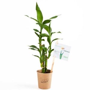 Bambou en pot gobelet carton