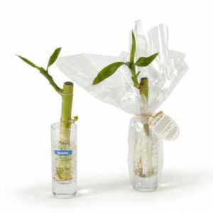 Bambou en vase