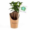 Bonsai en pot carton