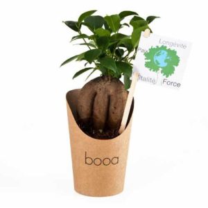Bonsai en pot carton