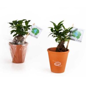 Bonsai en pot terre
