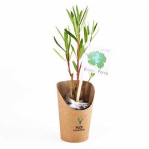Petit arbre Laurier rose en pot carton