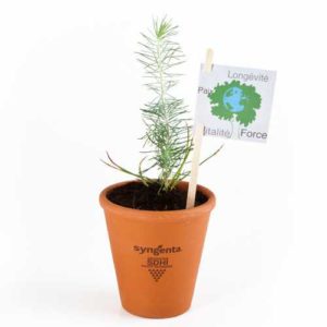 Petit arbre Pin en pot terre