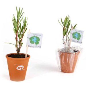 Petit arbre laurier rose en pot terre