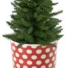 Arbre de Noël