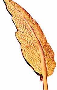 Broche Plume