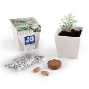 Graines de pin bonsai en pot déco