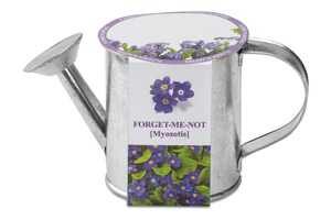 MYOSOTIS