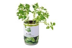 BASIL