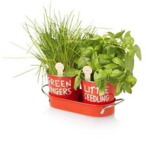 Faites pousser vos fines herbes avec Jamie Oliver