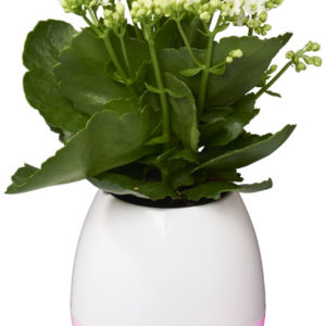 Enceinte Bluetooth? Pot de fleur
