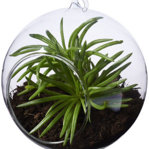 Terrarium sph?rique