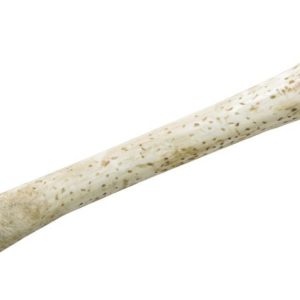 Os des cavernes - plastique - 28 cm