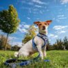 Harnais pour Chien Stitch Disney Réversible