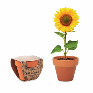 Pot graines de tournesol Sunflower