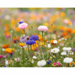 Papier A4 graines de fleurs Asidi – vue 2