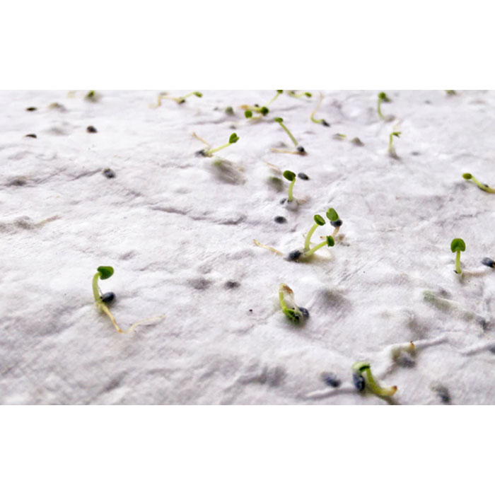 Papier A6 graines de fleurs Asido Papier A6 graines de fleurs Asido – vue 2
